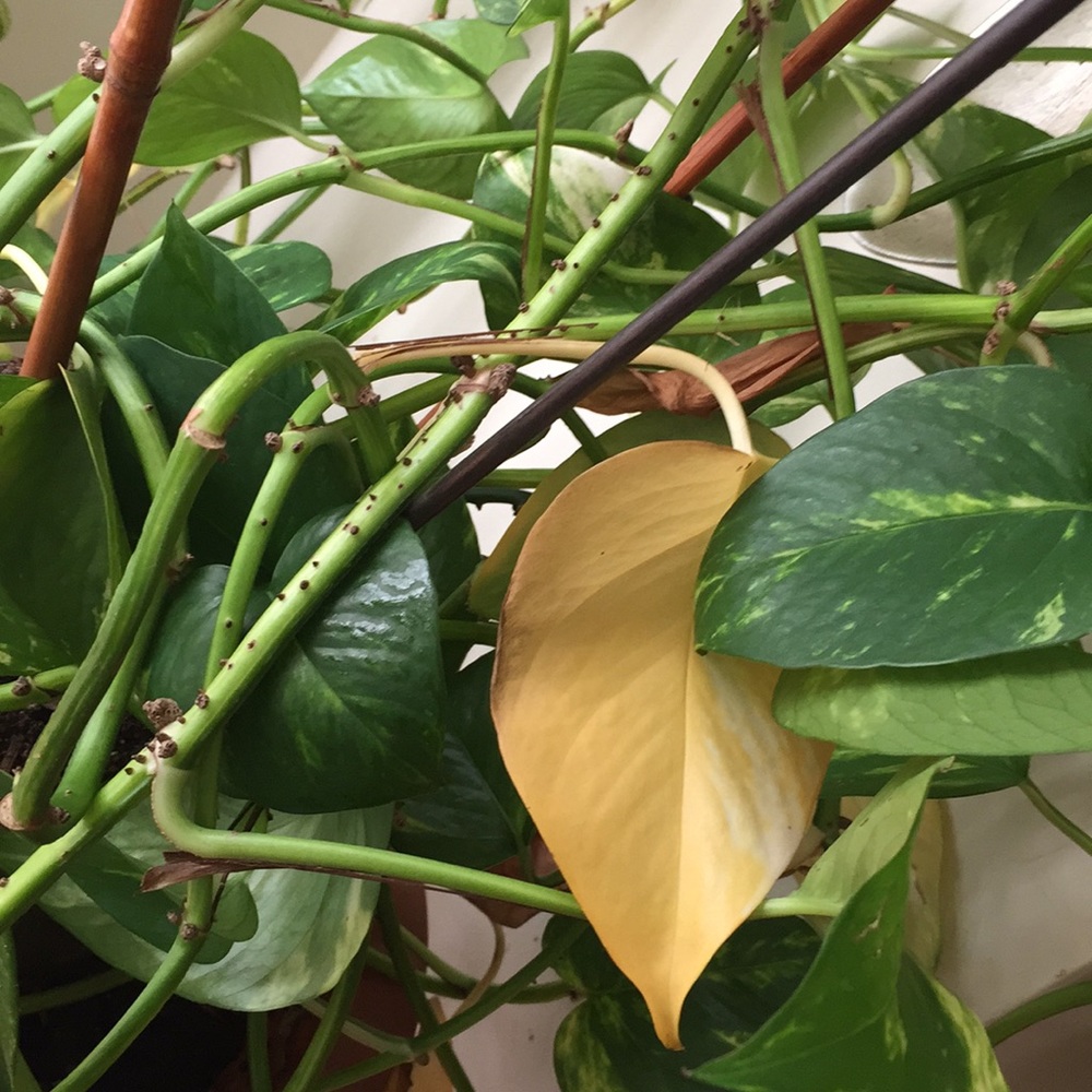 Meet your Posher, Nuha